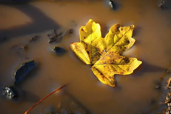 Autumn Nature Concept Beautiful Yellow Leaf Pool Water — Stock Photo, Image
