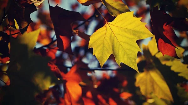 Jesienią Piękne Kolorowe Liście Drzewach Jesiennym Czasie Naturalne Sezonowe Tło — Zdjęcie stockowe