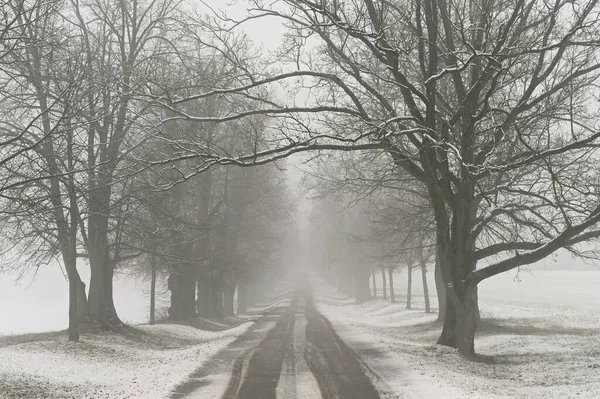 Paysage Hivernal Arbres Gelés Dans Forêt Nature Couverte Neige Beau — Photo