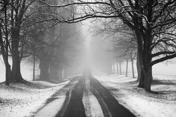 Paisaje Invernal Árboles Helados Bosque Naturaleza Cubierta Nieve Hermoso Fondo — Foto de Stock