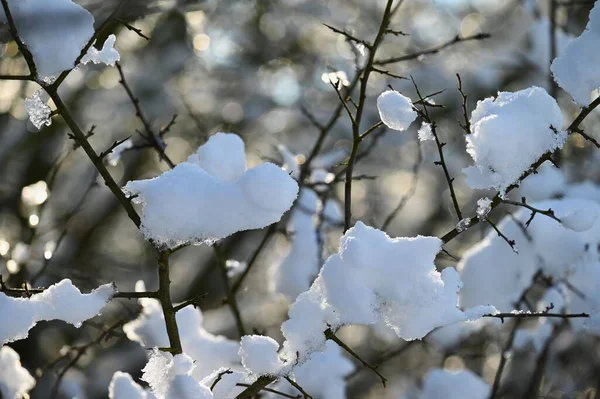 나뭇가지에 아름다운 계절의 자연적 — 스톡 사진