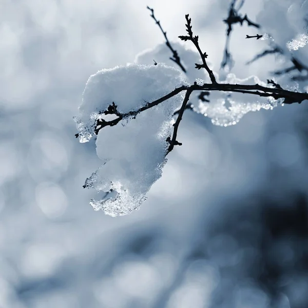 Paysage Hivernal Froid Sur Les Branches Beau Fond Naturel Saisonnier — Photo