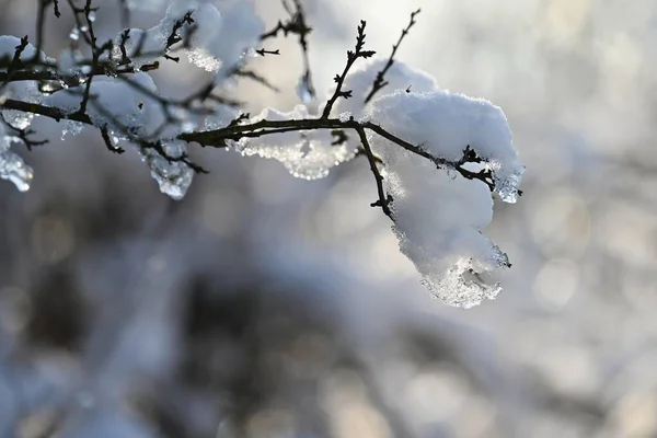 Kış Manzarası Dallardaki Buzlar Güzel Kış Mevsimsel Doğal Arka Plan — Stok fotoğraf