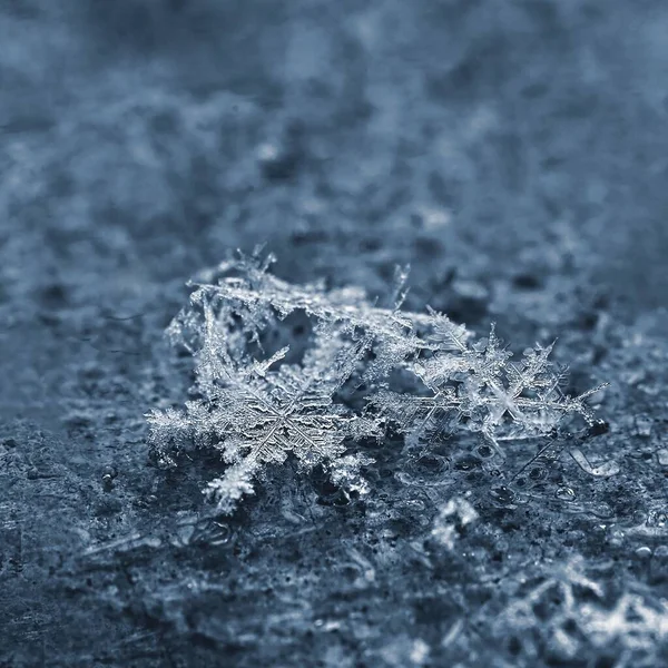 Настоящая Снежинка Красивый Макро Снимок Замороженного Снега Зимой — стоковое фото
