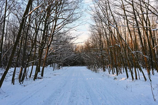 얼음이 나뭇가지에 아름다운 계절의 자연적 — 스톡 사진