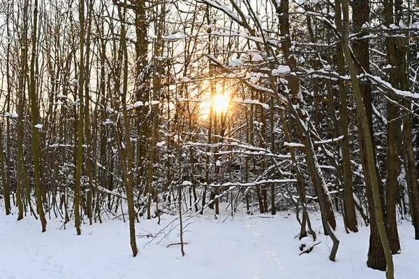 얼음이 나뭇가지에 아름다운 계절의 자연적 — 스톡 사진