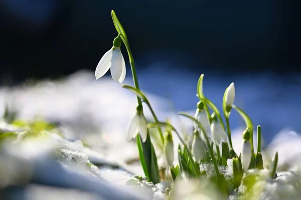 Kar Damlaları Güzel Beyaz Bahar Çiçekleri Baharın Ilk Çiçek Açan — Stok fotoğraf