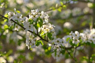 Bahar arka planı. Güzel renkli çiçek açan bahar ağacı. 