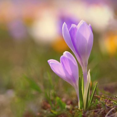 Bahar çiçekleri. Renkli doğa geçmişi. Çiçek açan renkli bir grup çömlekçinin yakın çekimi. (Crocus vernus)