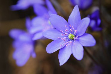 Bahar çiçeği. Ormandaki güzel mor bitki. Renkli doğal arka plan. (Hepatica nobilis)