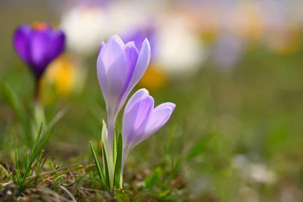 Beautiful Spring Background Close Group Blooming Colorful Crocus Flowers Crocus — Stock Photo, Image