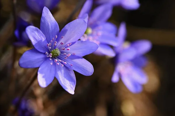 Flor Primavera Hermosa Planta Púrpura Bosque Fondo Natural Colorido Hepatica — Foto de Stock