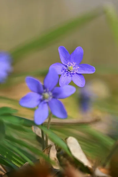 Flor Primavera Hermosa Planta Púrpura Bosque Fondo Natural Colorido Hepatica — Foto de Stock