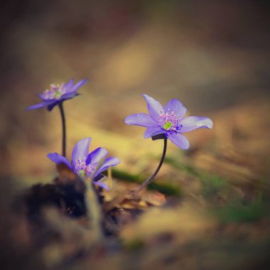 Bahar çiçeği. Ormanın ilk küçük çiçekleri çok güzeldir. Hepatica. (Hepatica nobilis)