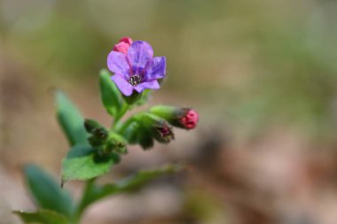 Ormandaki güzel renkli şifalı bitki. (Pulmonaria officinalis)