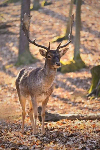 Bel Animal Dans Une Nature Sauvage Jachère Cerf Dama Dama — Photo