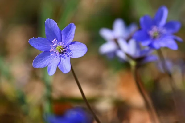 Flor Primavera Hermosa Floración Primeras Flores Pequeñas Bosque Hepática Hepatica — Foto de Stock