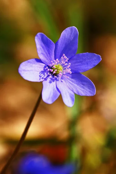 Flor Primavera Hermosa Floración Primeras Flores Pequeñas Bosque Hepática Hepatica — Foto de Stock