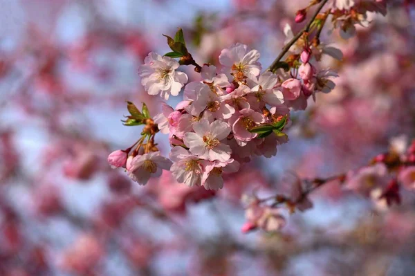 Прекрасно Квітуча Весняна Ялинка Барвистий Фон Природи Весняний Час Сонячний — стокове фото