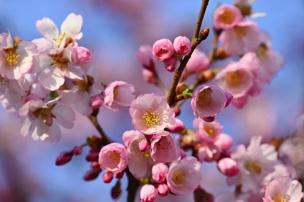 Maravilhosamente Florido Árvore Primavera Fundo Natureza Colorida Primavera Dia Ensolarado — Fotografia de Stock