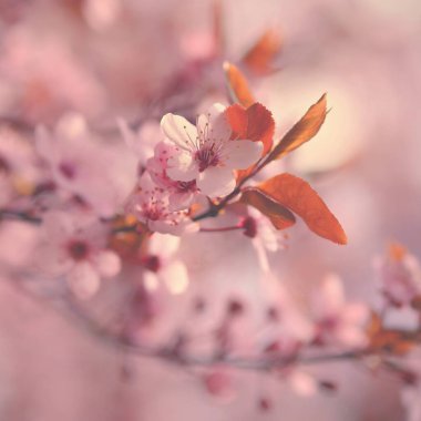 Güzel çiçek açan Japon kirazı Sakura. Sezon Arkaplanı. Açık hava, güneşli bahar gününde çiçek açan ağaçla bulanık arka plan..