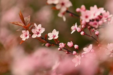 Güzel çiçek açan Japon kirazı Sakura. Sezon Arkaplanı. Açık hava, güneşli bahar gününde çiçek açan ağaçla bulanık arka plan..
