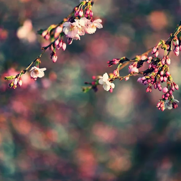 봄철에 꽃피는 아름다운 — 스톡 사진