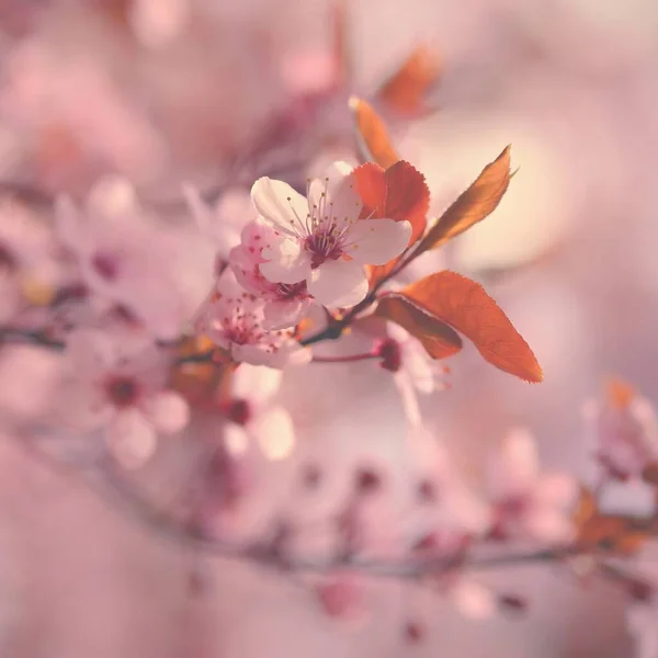 Bela Floração Cereja Japonesa Sakura Contexto Estação Livre Natural Desfocado — Fotografia de Stock