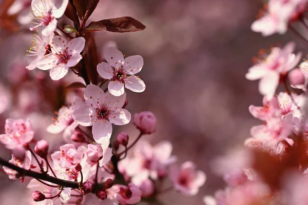 Гілки Квітучої Вишні Тло Весною Природі Відкритому Повітрі Рожеві Квіти — стокове фото