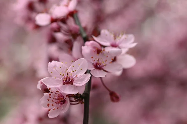 Zweige Der Blühenden Kirsche Hintergrund Frühling Ist Die Natur Freien — Stockfoto