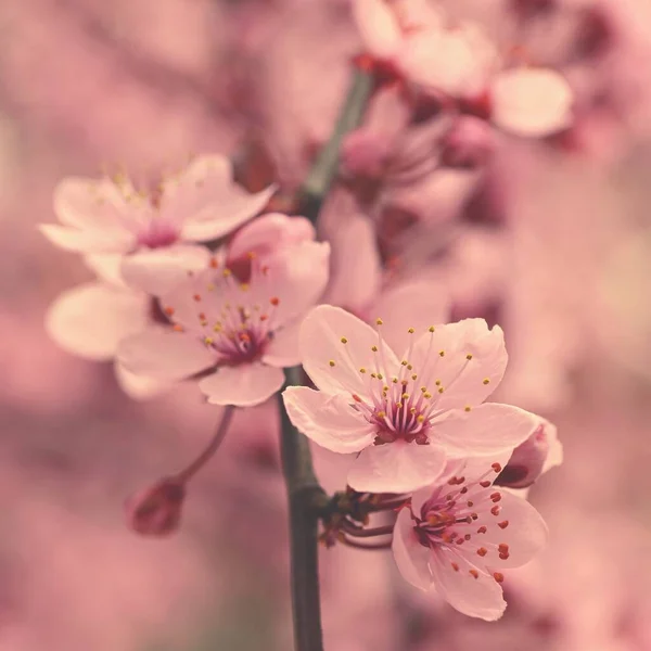 Bela Floração Cereja Japonesa Sakura Contexto Estação Livre Natural Desfocado — Fotografia de Stock