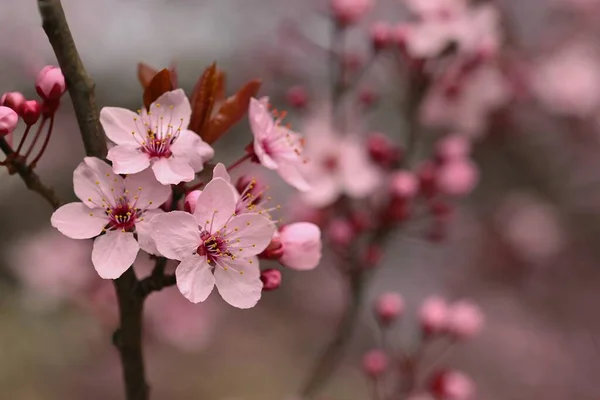 Zweige Der Blühenden Kirsche Hintergrund Frühling Ist Die Natur Freien — Stockfoto