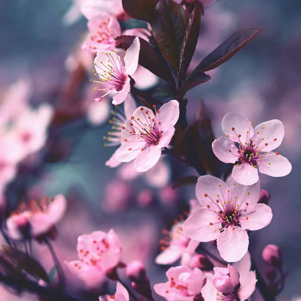 일본의 아름다운 사쿠라 옥외의 자연적 꽃피는 나무로 흐릿하게 — 스톡 사진