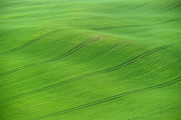 Gyönyörű Tavaszi Táj Waves Field Moravian Toszkána Cseh Köztársaság — Stock Fotó