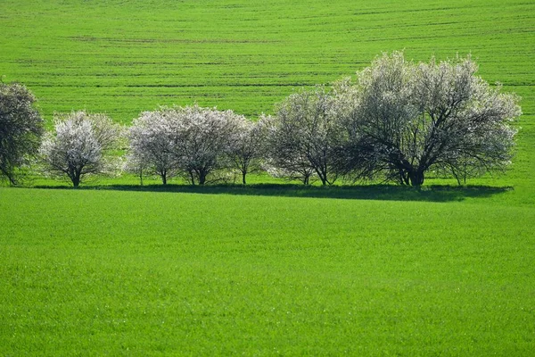 Schöne Frühlingslandschaft Blühende Bäume Auf Feldern Mit Wellen Mährische Toskana — Stockfoto