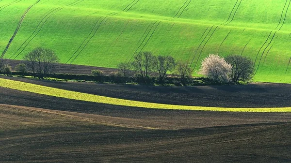 Bela Paisagem Primavera Árvores Floridas Campos Com Ondas Morávia Toscana — Fotografia de Stock