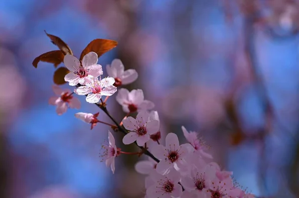 Krásná Kvetoucí Japonská Třešeň Sakura Sezóna Pozadí Venkovní Přírodní Rozmazané — Stock fotografie