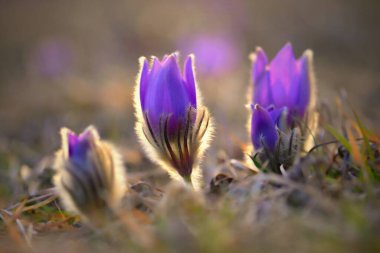 Bahar ve bahar çiçekleri. Güzel mor tüylü pask çiçeği. (Pulsatilla grandis) Bahar çayırında gün batımında açan