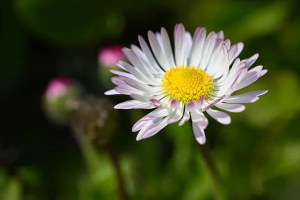 Spring Flower Daisy Macro Shot Spring Nature Close — Stock Photo, Image