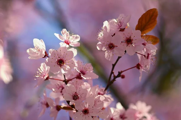 Прекрасна Японська Вишня Сакура Поворот Сезону Відкритому Природному Розмитому Тлі — стокове фото