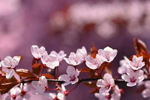 Fond Printanier Espace Copie Belles Fleurs Cerisier Japonais Sur Fond — Photo