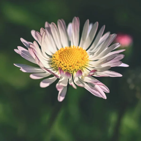 Spring Flower Daisy Macro Shot Spring Nature Close — Stock Photo, Image