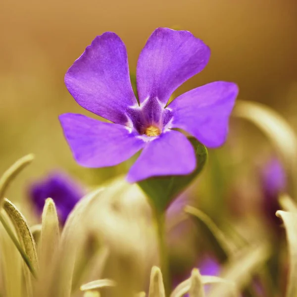 Schöne Lila Frühlingsblumen Mit Farbenfrohen Natürlichen Hintergrund Frühling Gras — Stockfoto