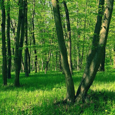 Ormandaki ağaçlar doğada dinlenmek ve dinlenmek için doğal arka plan. Bahar mevsimi taze yeşil. 