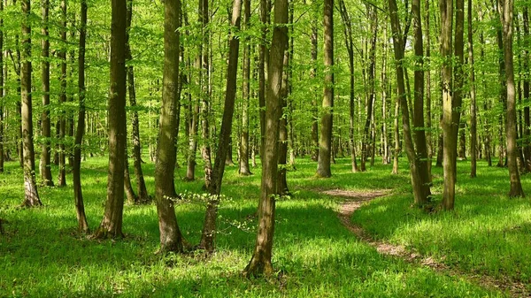 Bomen Het Bos Natuurlijke Achtergrond Voor Ontspanning Recreatie Natuur Lente — Stockfoto