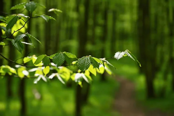 Hermoso Fondo Verde Con Bosque Naturaleza Primaveral Con Árboles Fondo — Foto de Stock