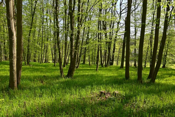 Красивый Зеленый Фон Лесом Весна Природа Деревьями Красочный Фон — стоковое фото