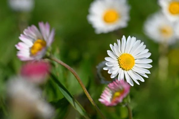 Spring Flower Daisy Macro Shot Spring Nature Close — Stock Photo, Image