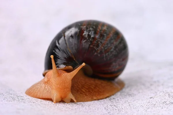 African Snail Beautiful Detail Terrestrial Snail Terrarium Animal — Stock Photo, Image