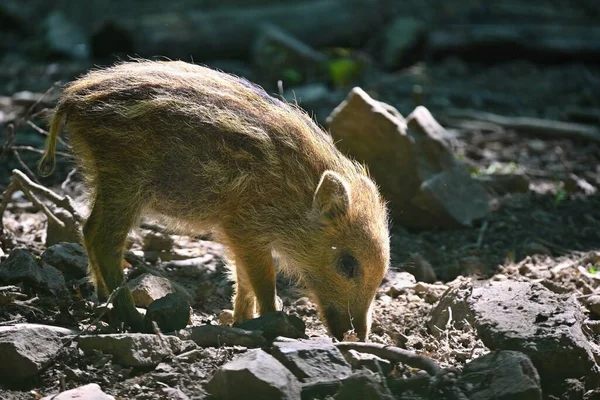 Små Vilda Smågrisar Skogen Djur Den Vilda Naturliga Färgglada Bakgrund — Stockfoto